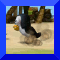 Penguin Hurdles (890.7 KiB)